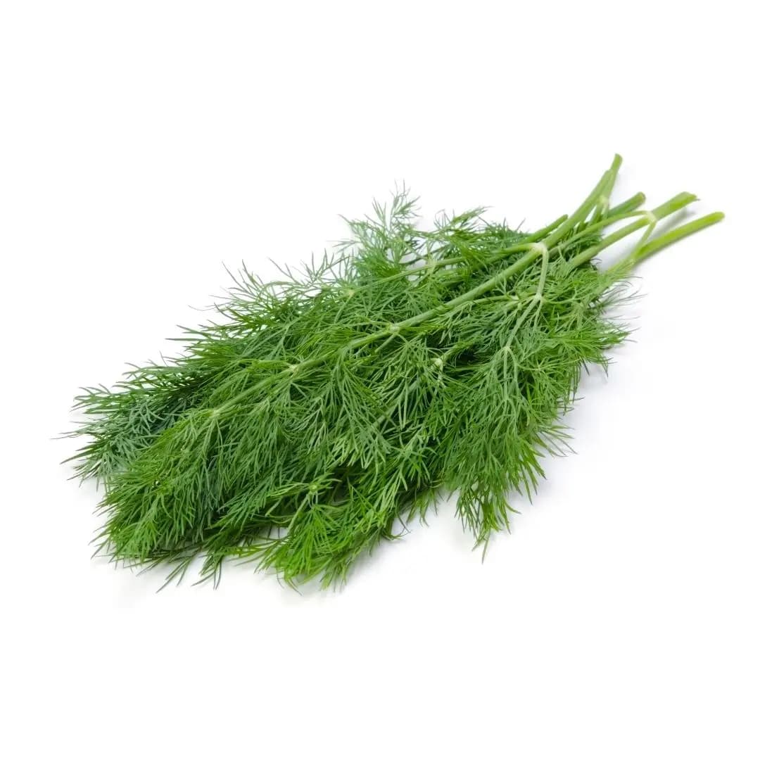 Fresh Dill