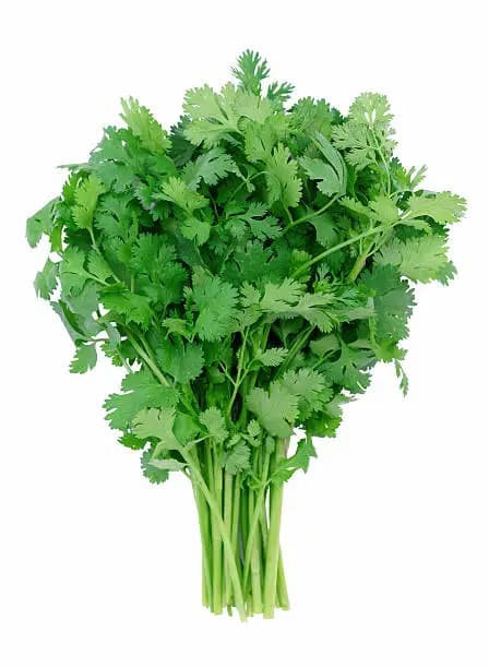Fresh Cilantro