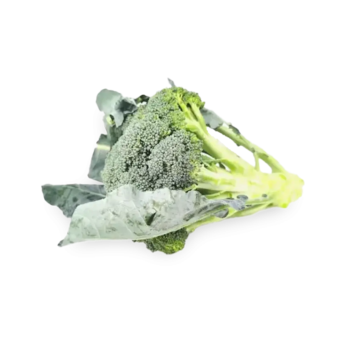 Broccoli